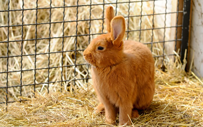 How to house a happy Rabbit