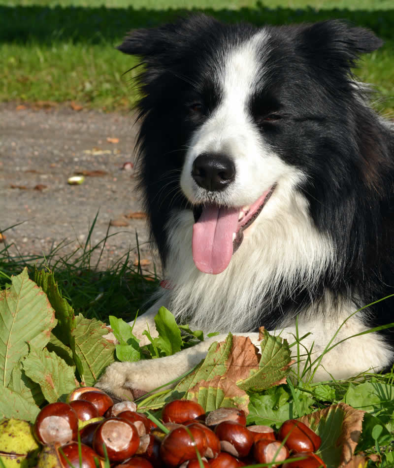 dog and conkers