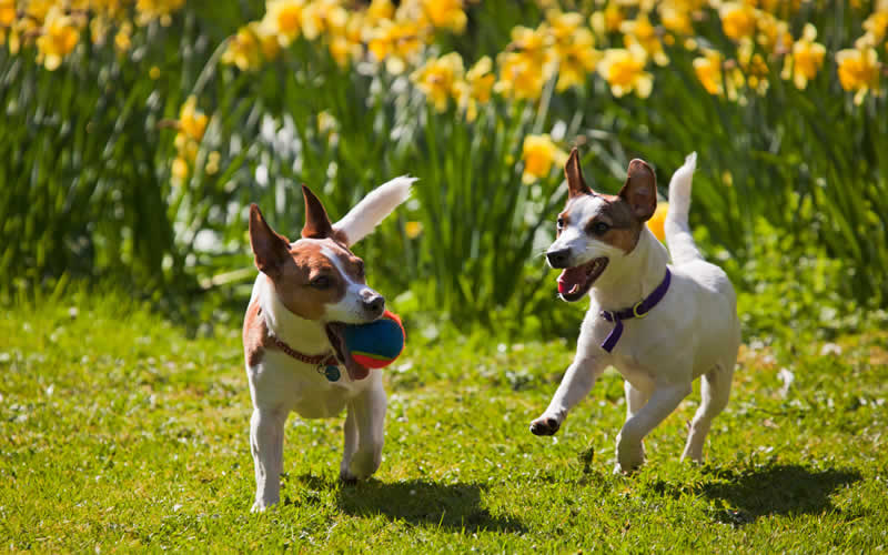 dogs in daffodils