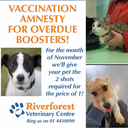 vaccination amnesty at riverforest Vets